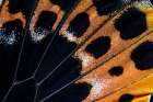 Butterfly wing close-up Art Print